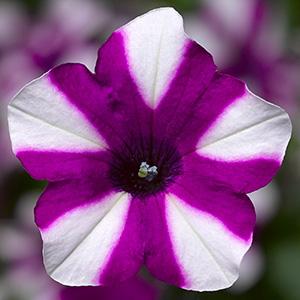 Petunia hybrida 'Shortcake Blueberry'
