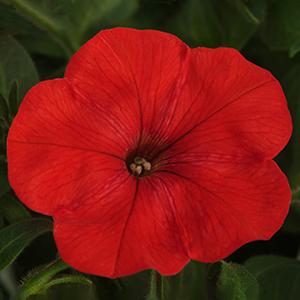 Petunia hybrida 'Starlet Red 26'