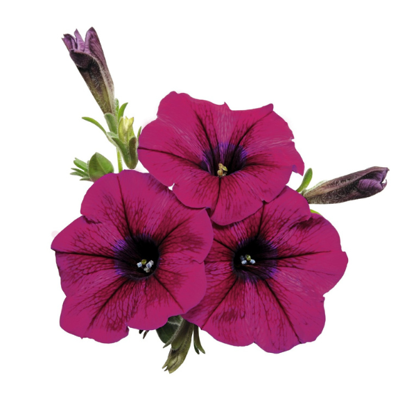 Petunia hybrida 'Surprise Kardinal 26'