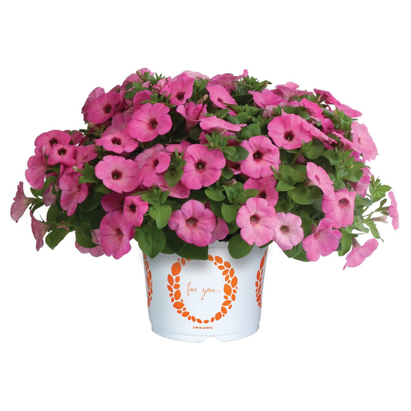 Petunia hybrida 'Surprise Pinkalicious'