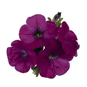 Petunia hybrida 'Surprise Purple'