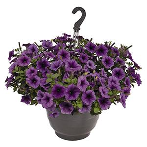 Petunia hybrida 'Surprise Purple Sky'