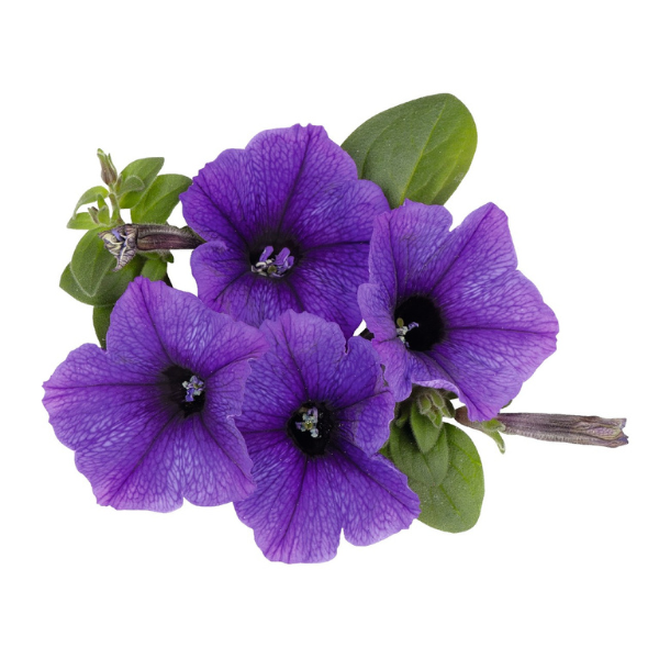 Petunia hybrida 'Surprise Purple Sky'