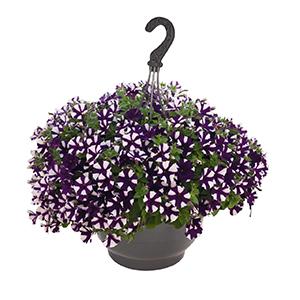 Petunia hybrida 'Surprise Purple Star'