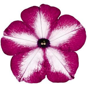 Petunia hybrida 'Surprise Tie Dye Pink'