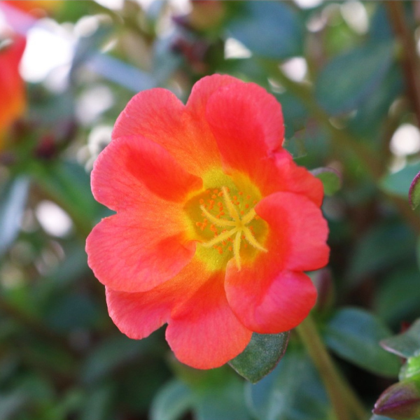 Portulaca oleracea 'Cupcake Upright Orange Zest'