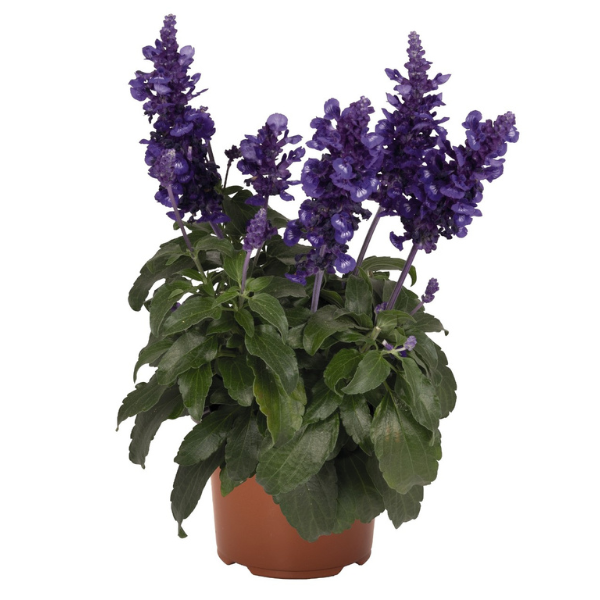 Salvia buchananii 'Icon Dark Blue'
