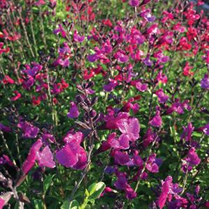 Salvia buchananii 'VIBE Ignition Purple'