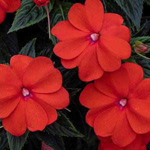 SunPatiens hybrida 'Vigorous Orange Imp'