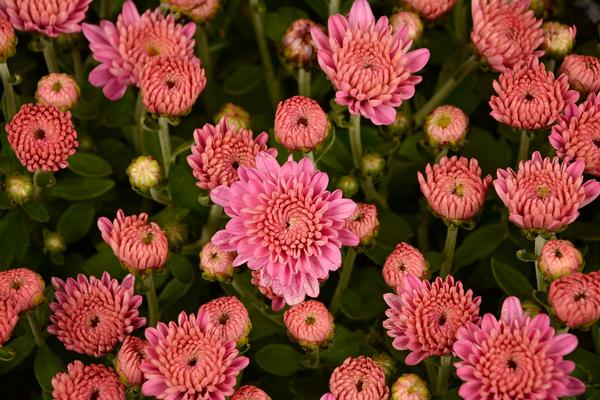 Mum chrysanthemum x morifolium 'Ursula Lavender'