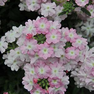 Verbena hybrida 'Empress Soft Pink Charme'