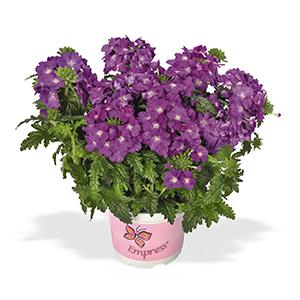 Verbena hybrida 'Empress Flair Purple Sky'