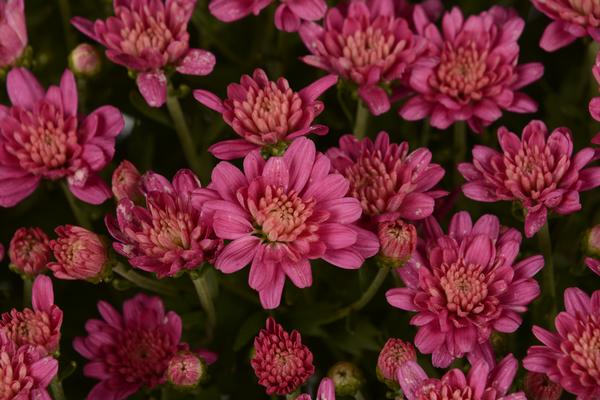 Mum chrysanthemum x morifolium 'Jacqueline Pink Improved'