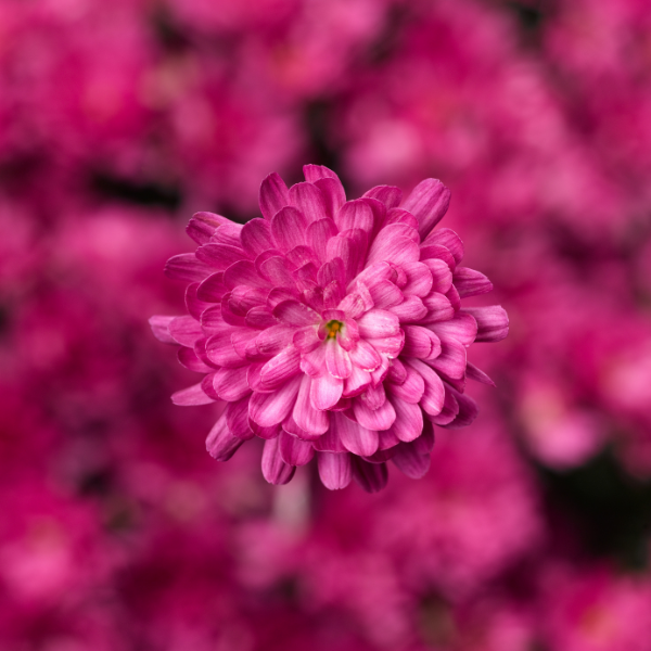Mum chrysanthemum x morifolium 'Jacqueline Pink Improved'