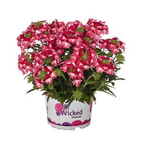 Verbena hybrida 'Wicked Pink Pepper'