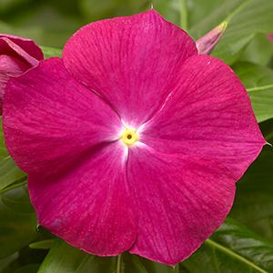 Vinca catharanthus roseus 'Cora XDR Cranberry'