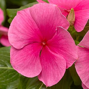 Vinca catharanthus roseus 'Cora XDR Deep Strawberry'