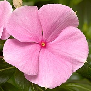 Vinca catharanthus roseus 'Cora XDR Light Pink'