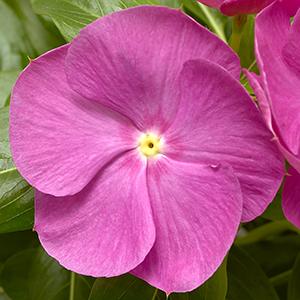 Vinca catharanthus roseus 'Cora XDR Orchid'