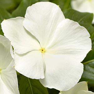Vinca catharanthus roseus 'Cora XDR White'
