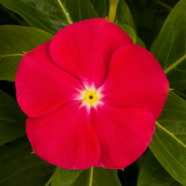 Vinca catharanthus roseus 'Sun Storm Bright Red'