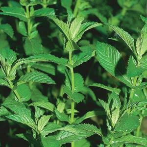 Herb mentha x gracilis 'Mint Spearmint'