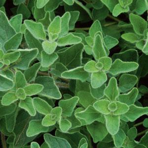 Herb origanum vulgare 'Oregano Greek'