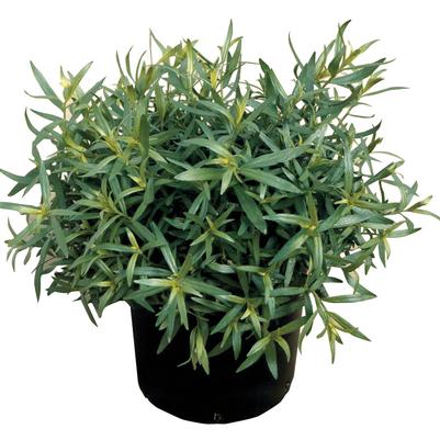 Herb 'Tarragon French'