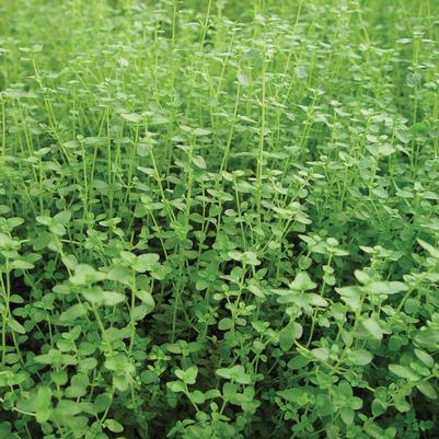 Herb 'Thyme English'