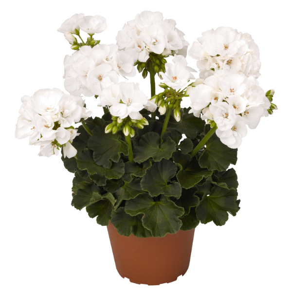 Geranium Zonal pelargonium zonale 'Survivor White 26'