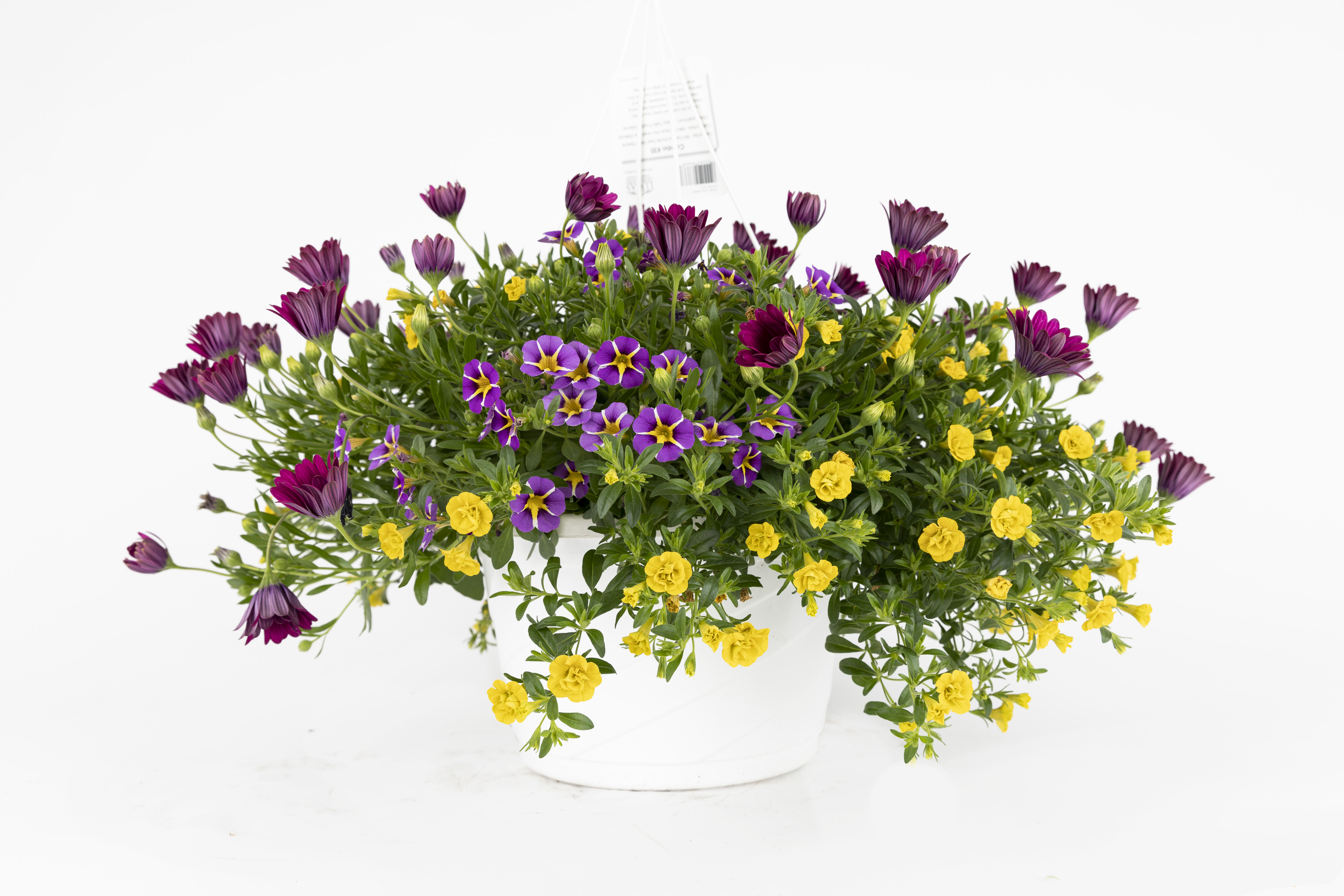 Spring Combo 'Combo #35'