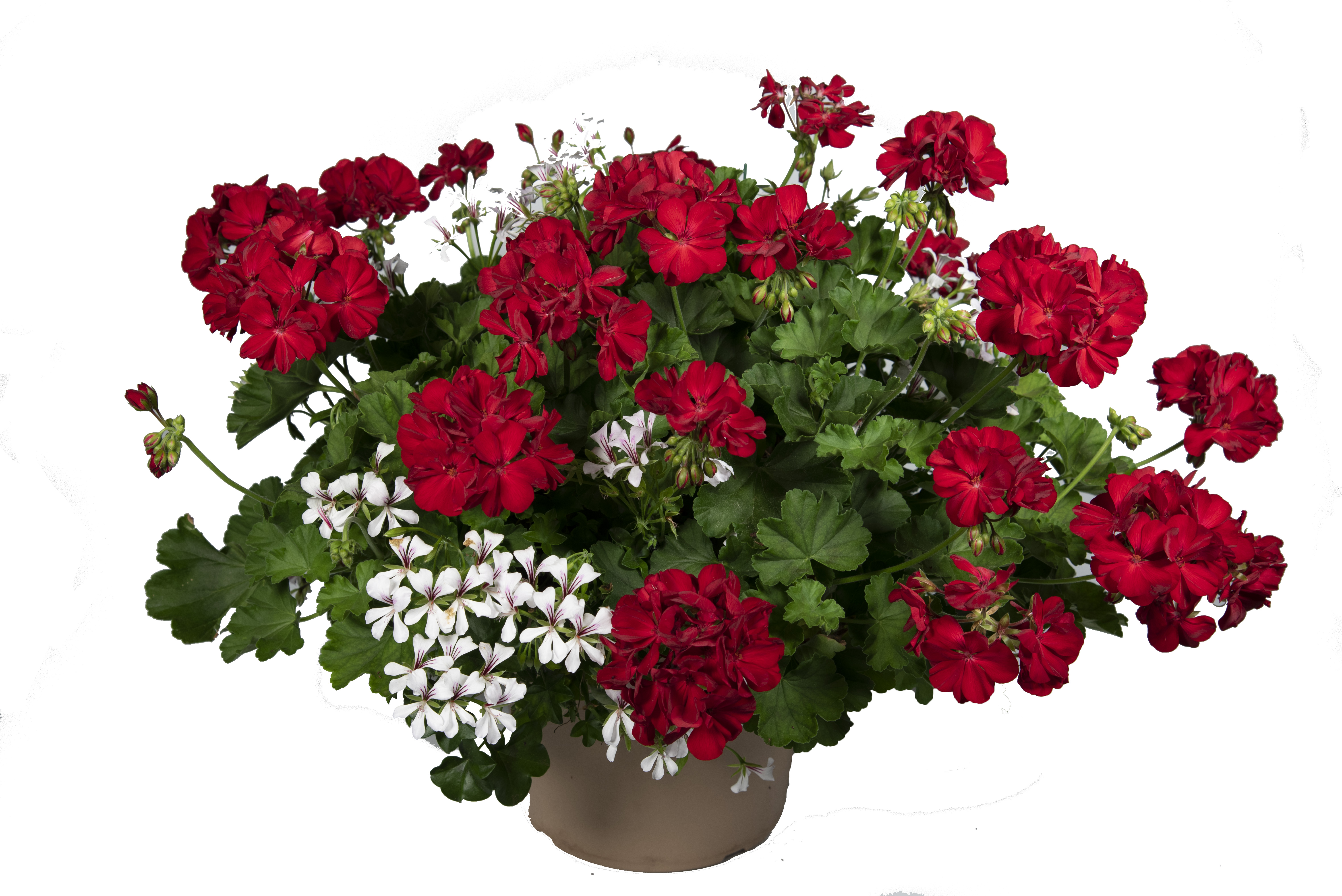 Spring Combo 'Combo #36'