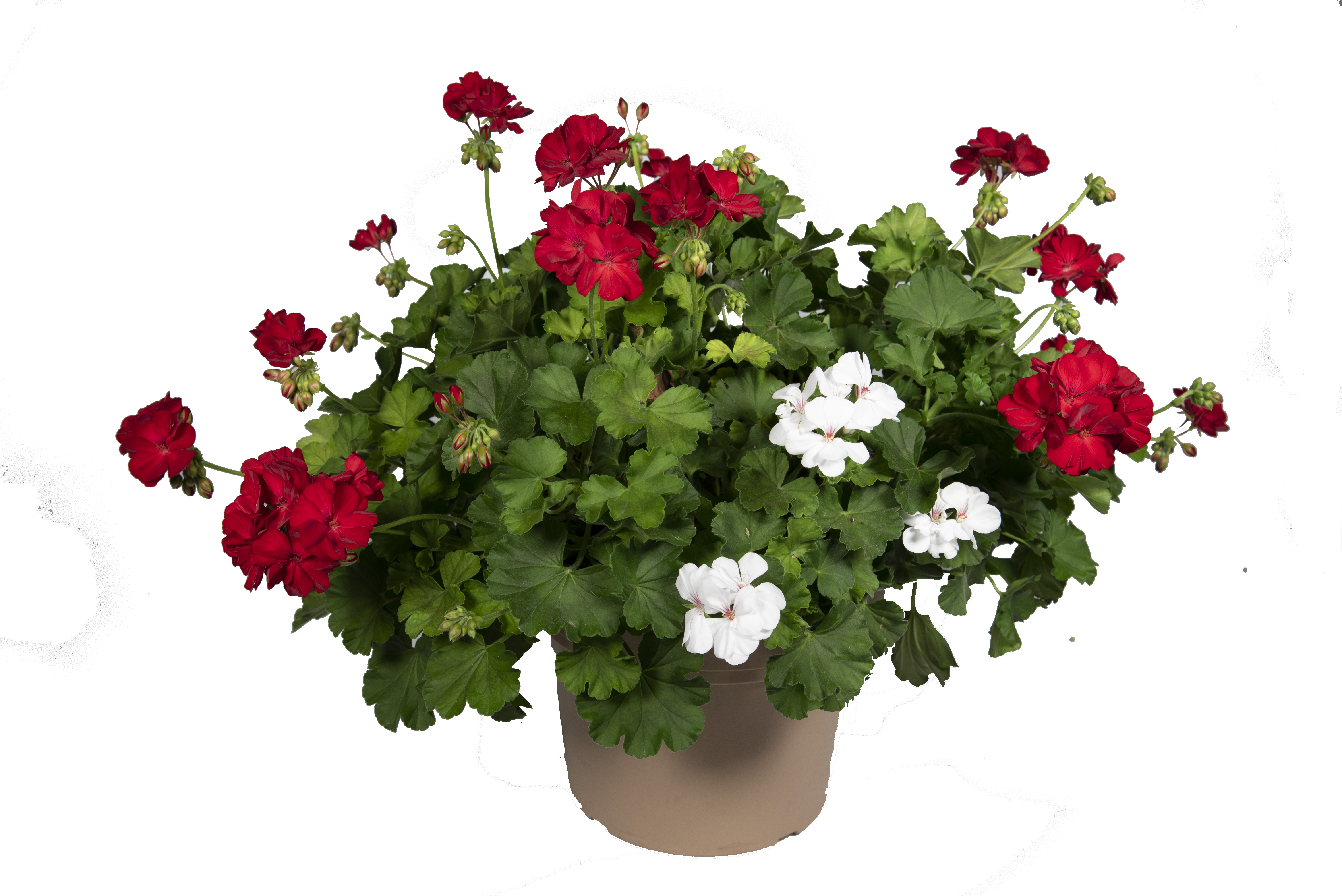 Spring Combo 'Combo #37'