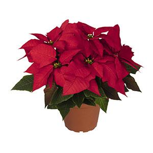 Poinsettia euphorbia pulcherrima 'Advantage Red'