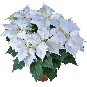 Poinsettia euphorbia pulcherrima 'Alaska White'