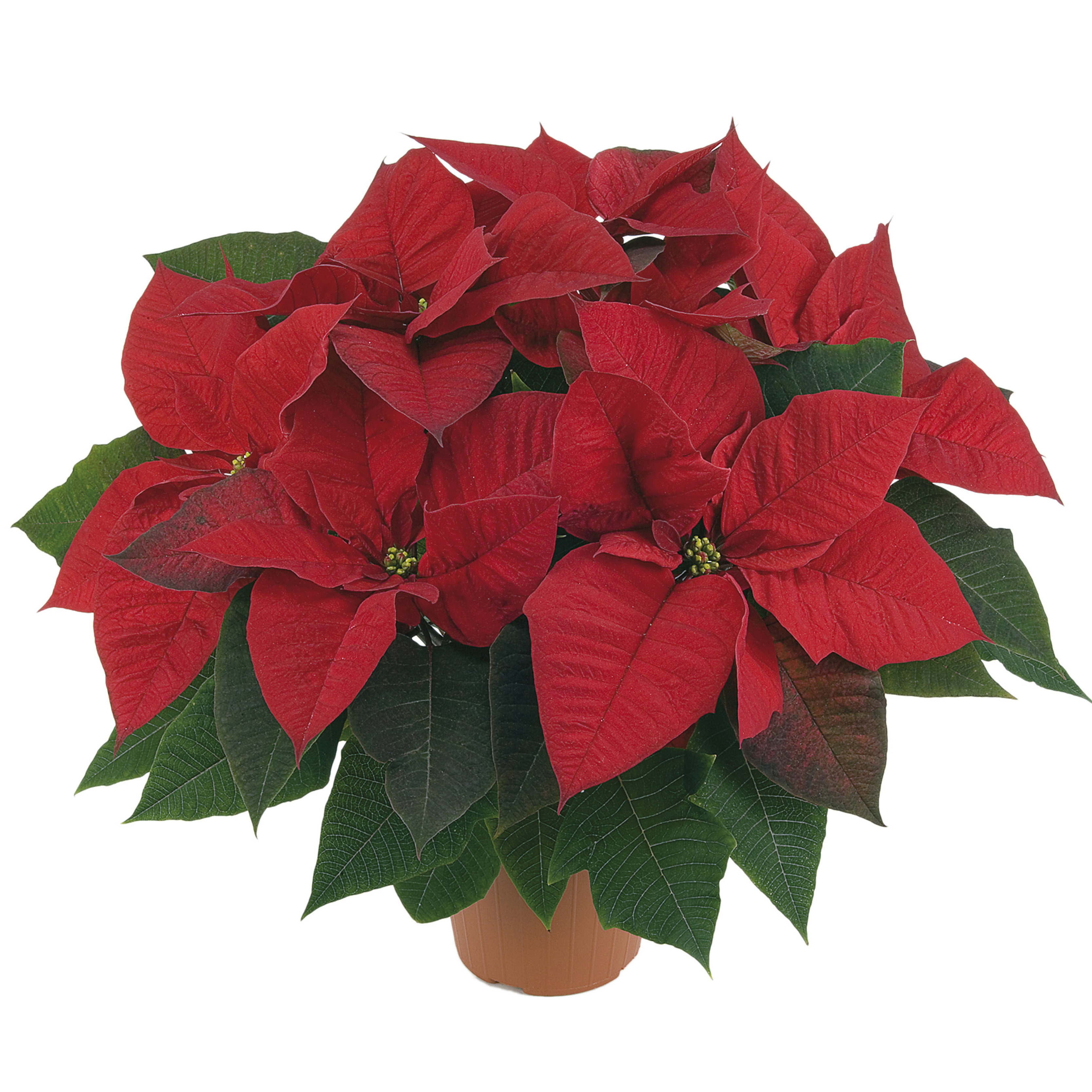 Poinsettia euphorbia pulcherrima 'Allegra Early Red'