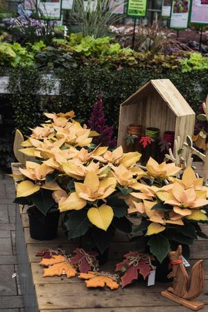 Poinsettia euphorbia pulcherrima 'Autumn Leaves'
