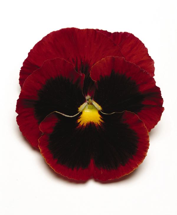 Pansy viola x wittrockiana 'Spring Matrix Red Blotch'