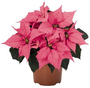 Poinsettia euphorbia pulcherrima 'Bravo Pink'