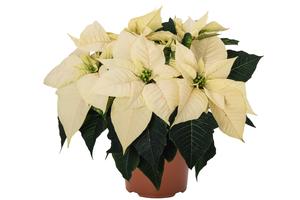 Poinsettia euphorbia pulcherrima 'Bravo White'