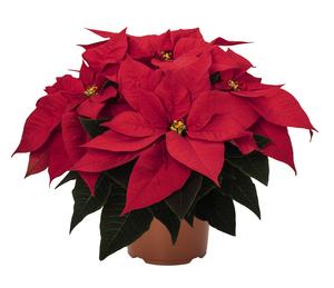 Poinsettia euphorbia pulcherrima 'Burning Ember'