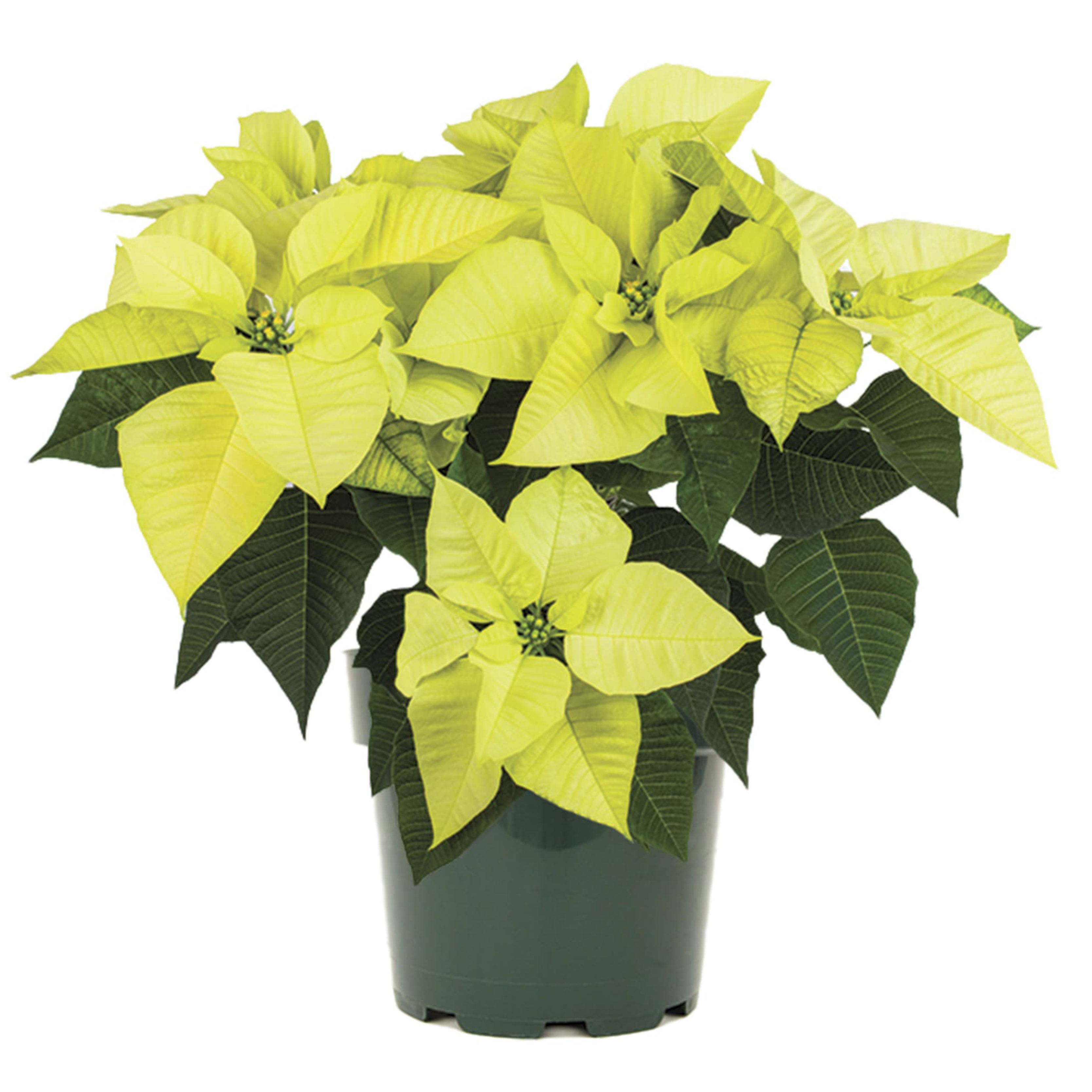 Poinsettia euphorbia pulcherrima 'Candy Wintergreen'