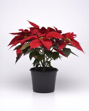 Poinsettia euphorbia pulcherrima 'Christmas Angel Red'
