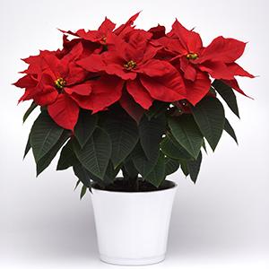 Poinsettia euphorbia pulcherrima 'Christmas Bells Red'