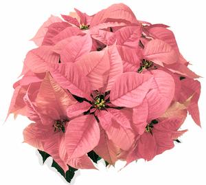 Poinsettia euphorbia pulcherrima 'Christmas Feelings Pink'