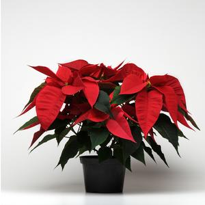 Poinsettia euphorbia pulcherrima 'Christmas Feelings Red'