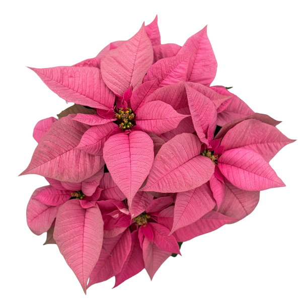 Poinsettia euphorbia pulcherrima 'Christmas Joy Pink'