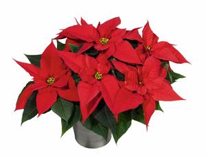 Poinsettia euphorbia pulcherrima 'Christmas Joy Red'