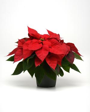 Poinsettia euphorbia pulcherrima 'Christmas Magic Red'