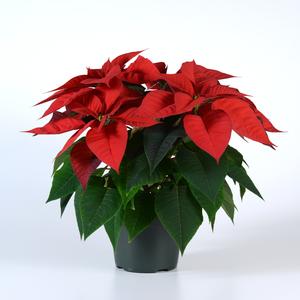 Poinsettia euphorbia pulcherrima 'Christmas Morning Red'